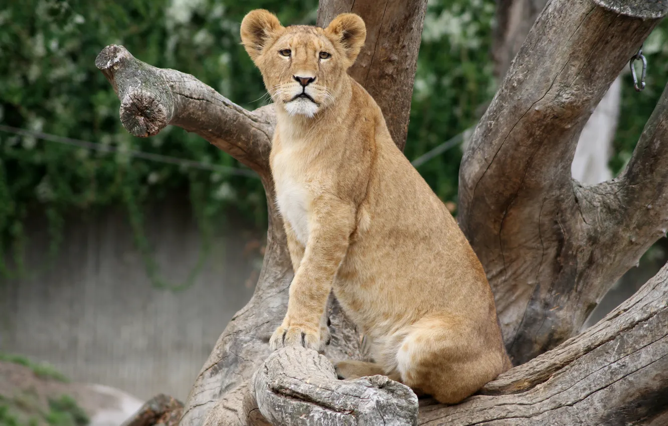 Photo wallpaper cat, snag, cub, lion