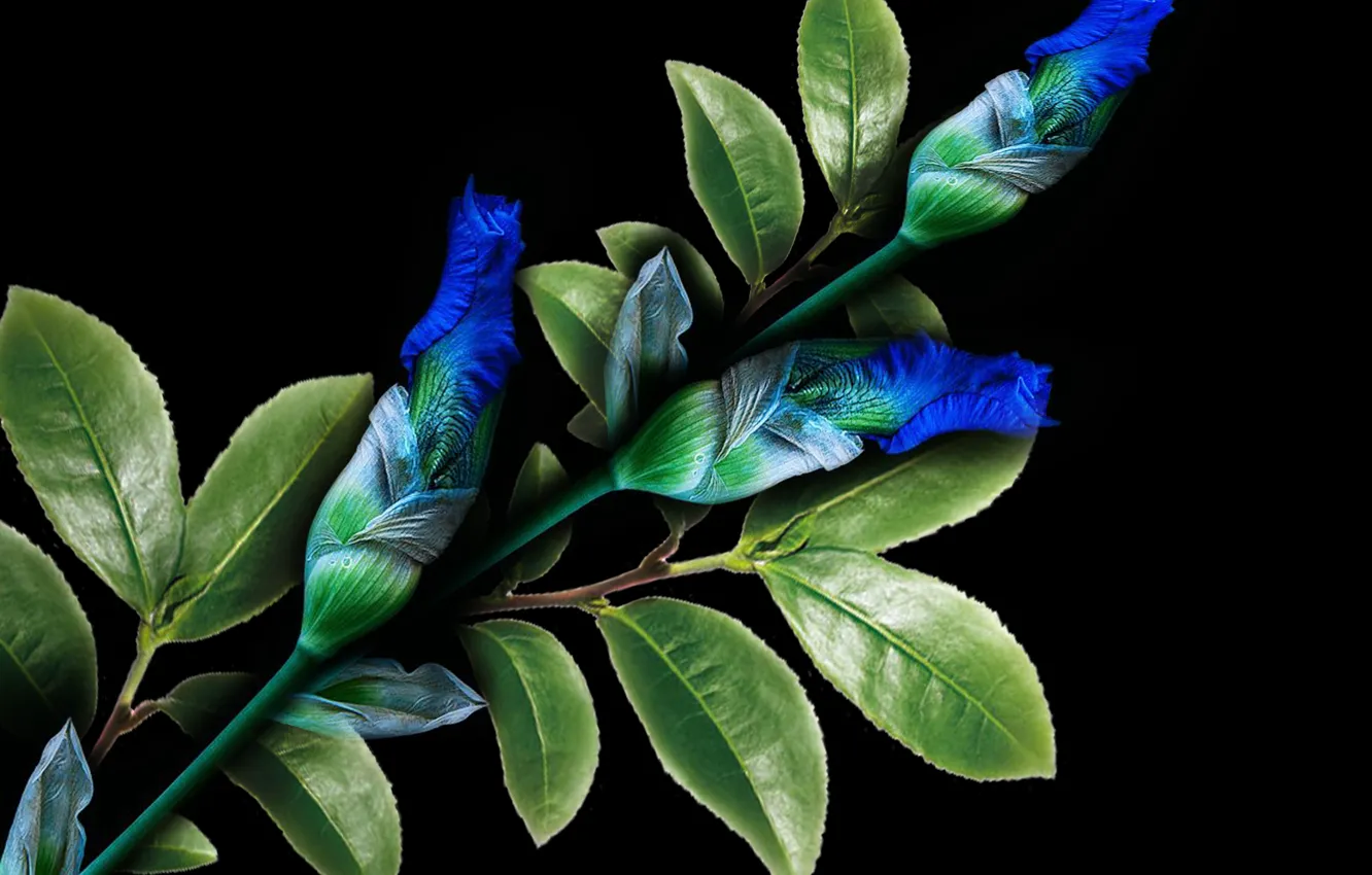 Photo wallpaper blue, plant, petals, iris