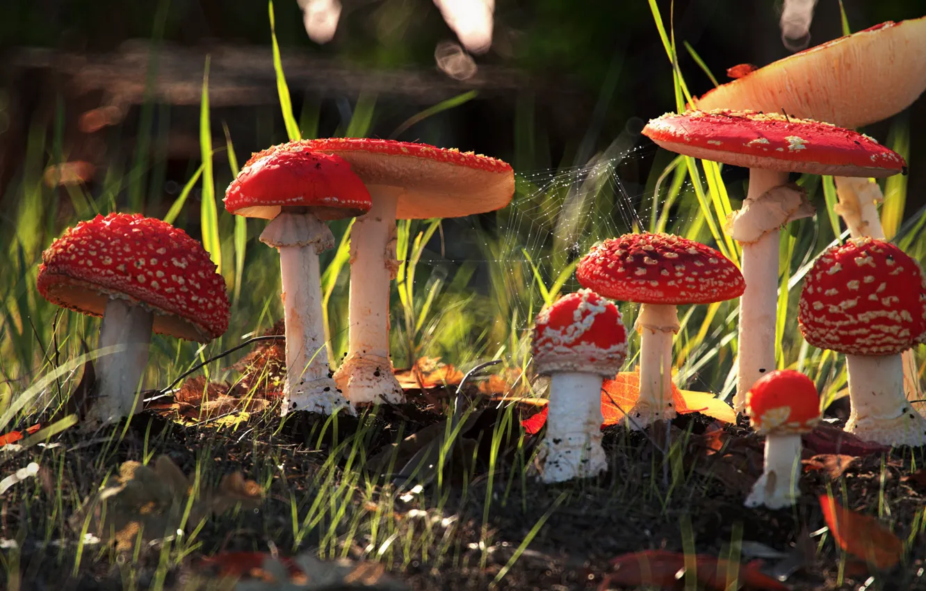 Photo wallpaper mushrooms, Art, Rendering, mushrooms, dan woje