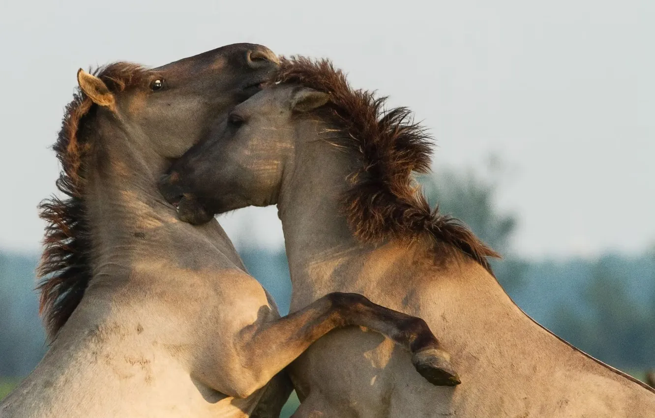 Photo wallpaper animals, horses, animal, wild