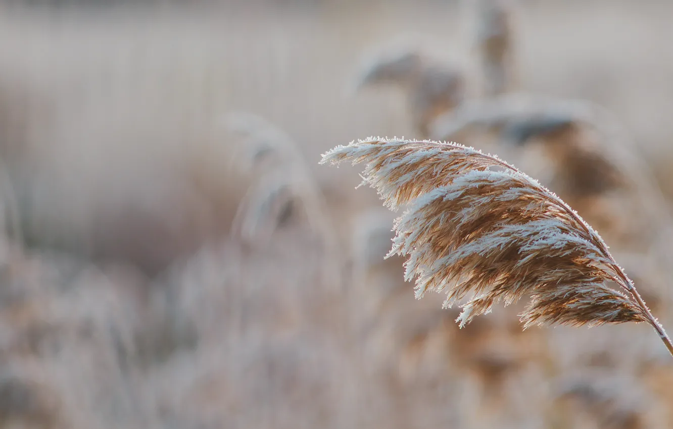 Photo wallpaper cold, winter, frost, grass, snow, dawn, frost