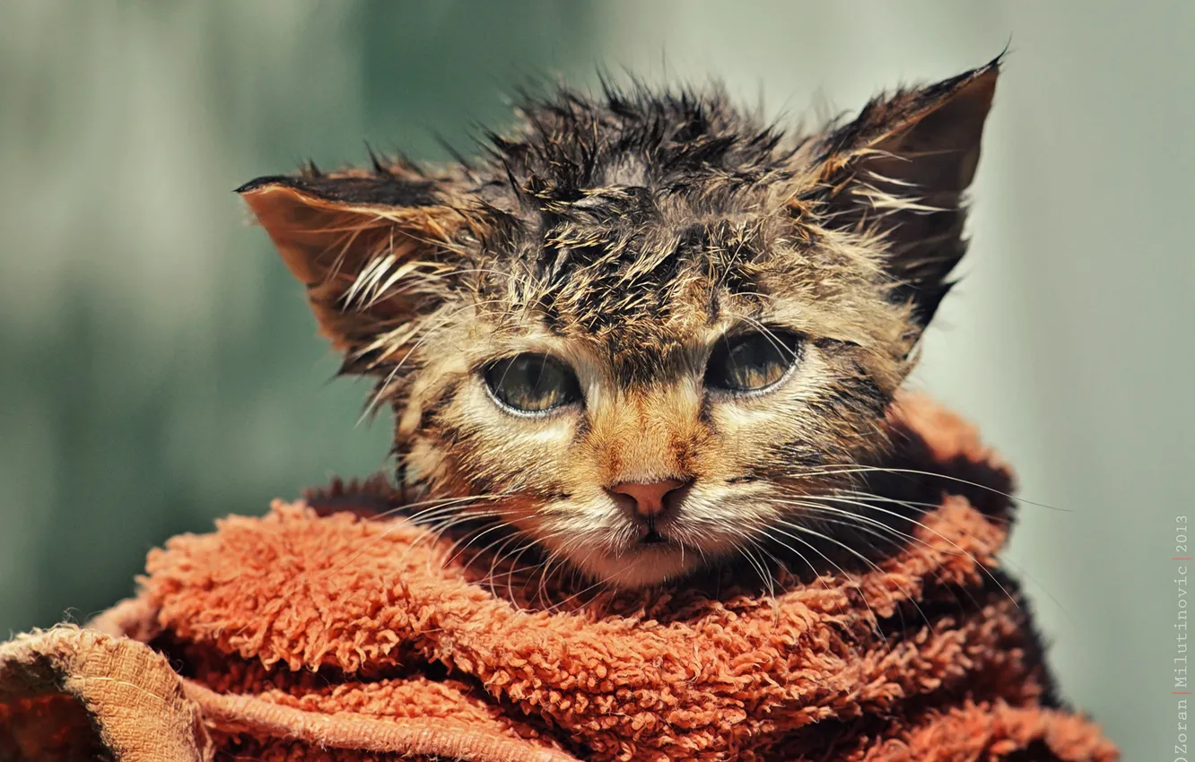 Photo wallpaper wet, towel, kitty, ruffled, by Zoran Milutinovic