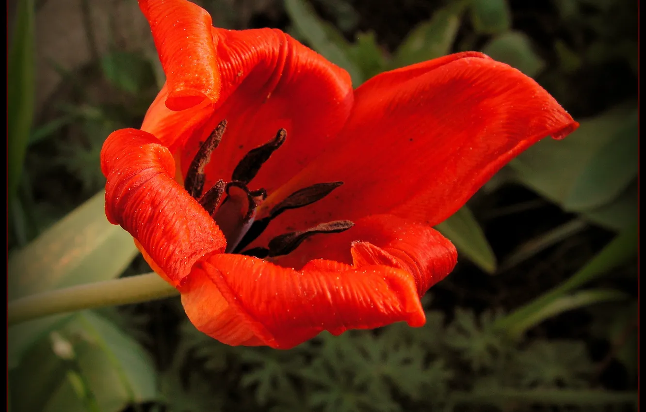 Photo wallpaper Spring, Spring, Red tulip, Red Tulip