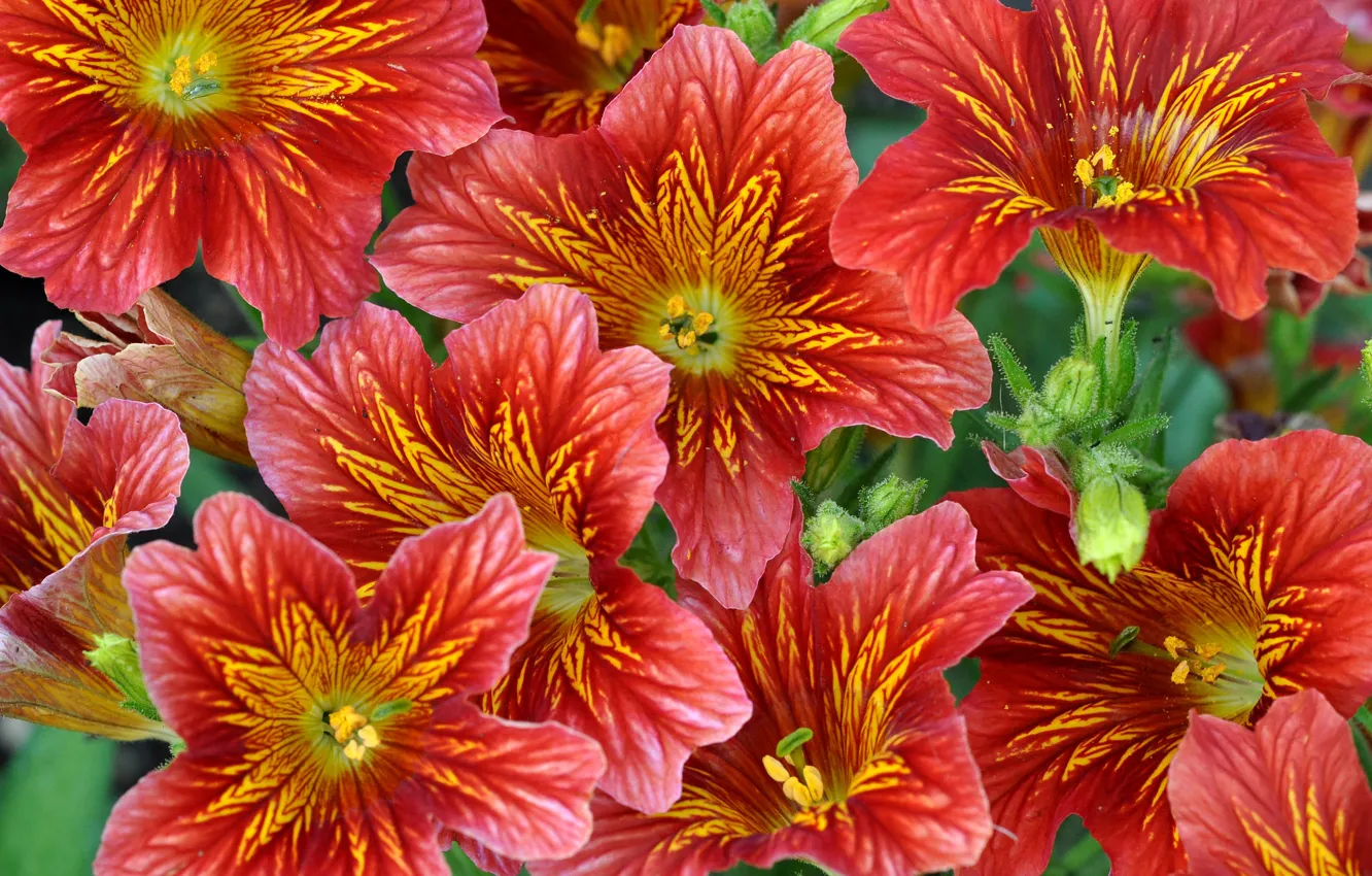 Photo wallpaper macro, nature, paint, petals, Salpiglossis