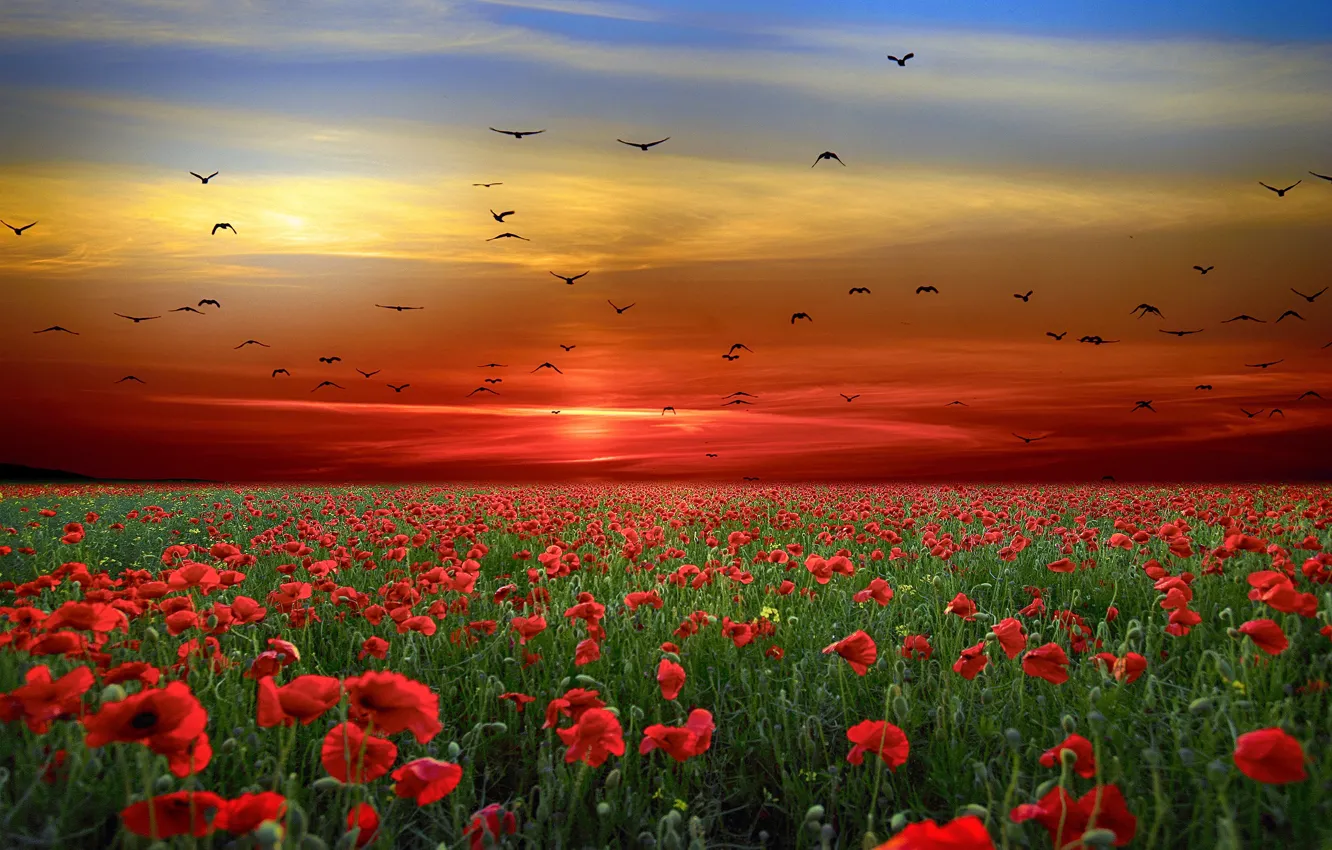 Photo wallpaper sunset, flowers, bird, Maki, pack, the evening, poppy field