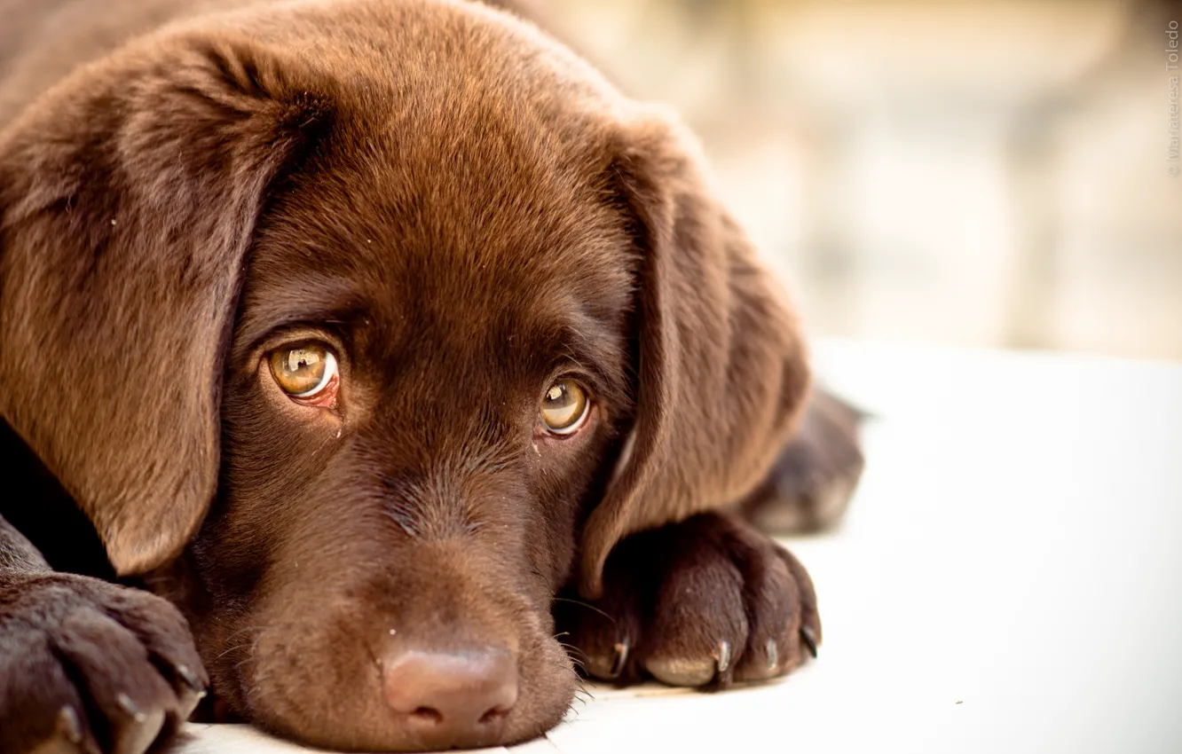 Photo wallpaper dog, lies, looks, Mariateresa Toledo