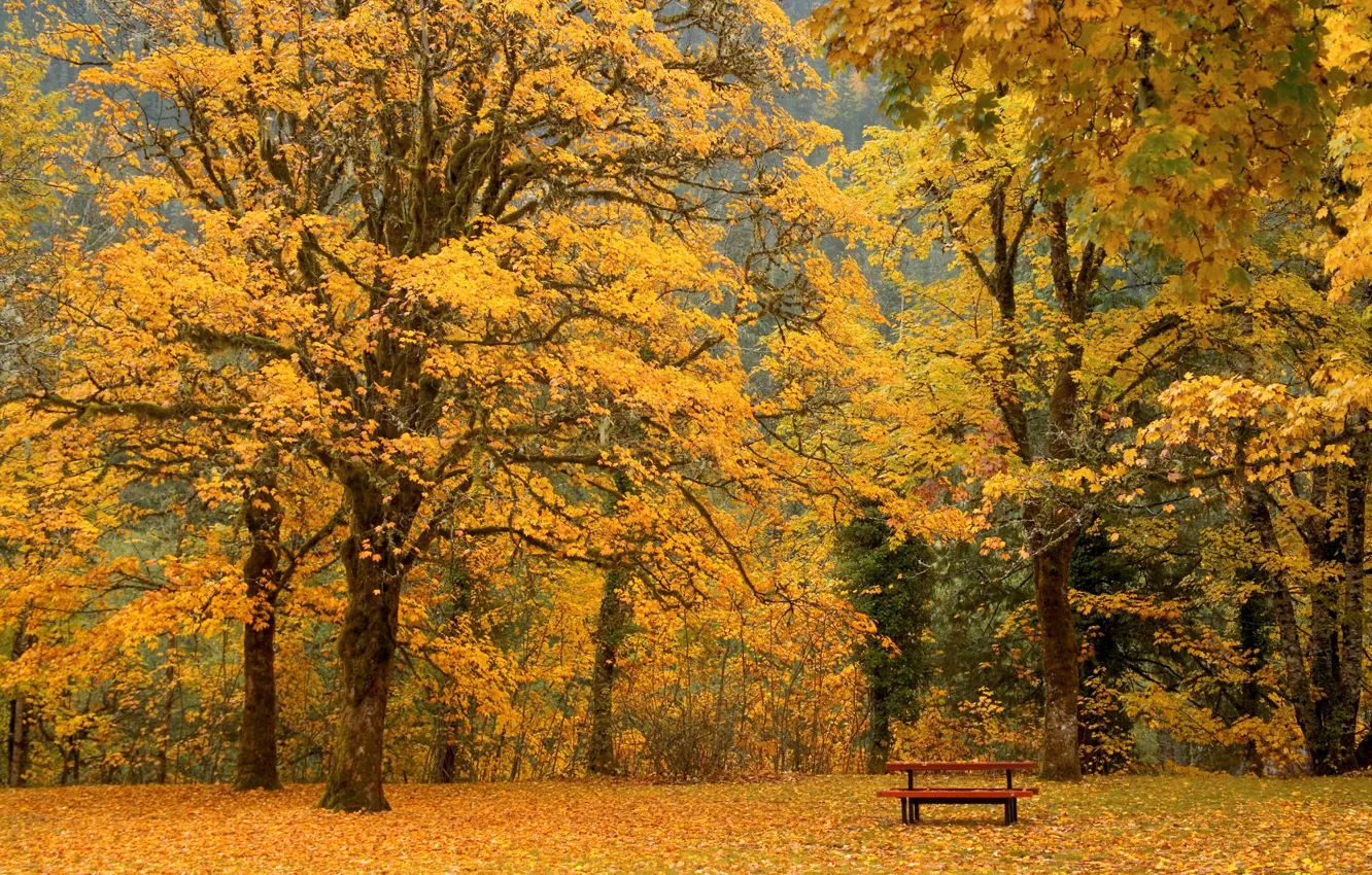 Photo wallpaper autumn, leaves, bench