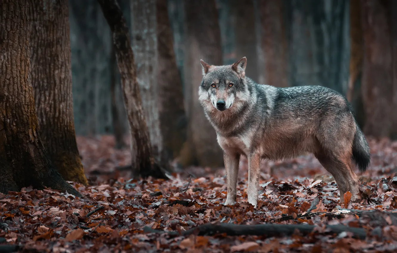 Photo wallpaper autumn, forest, trees, grey, foliage, wolf
