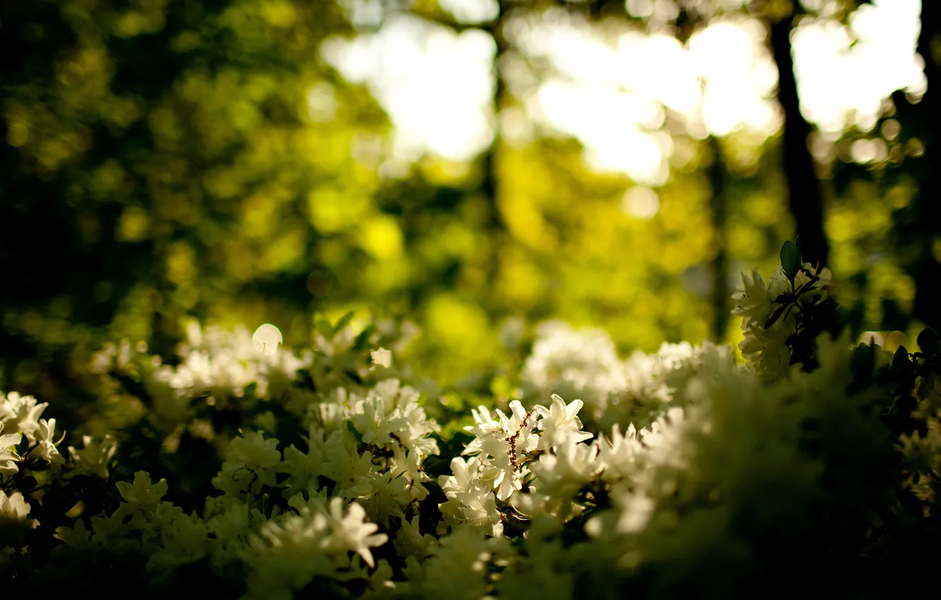 Photo wallpaper forest, flowers, nature