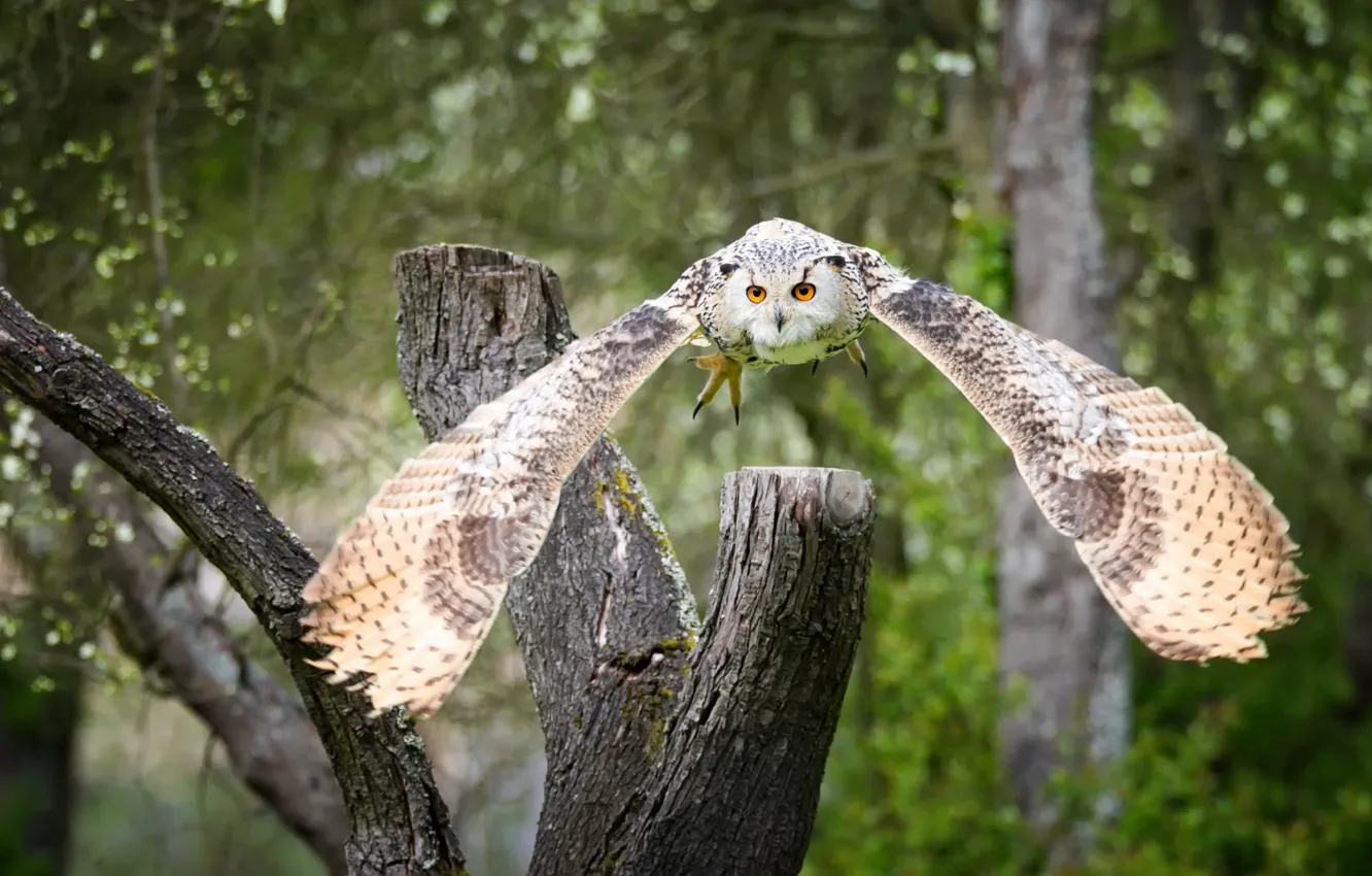 Photo wallpaper greens, forest, look, trees, flight, branches, green, background