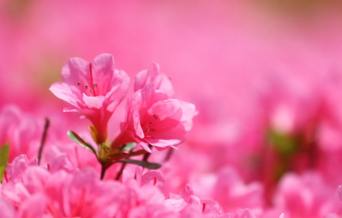 Photo wallpaper Park, petals, garden, flowerbed, inflorescence