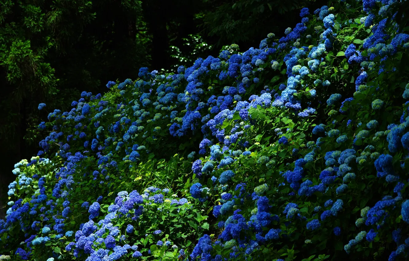 Photo wallpaper greens, leaves, flowers, nature, the dark background, Bush, garden, blue