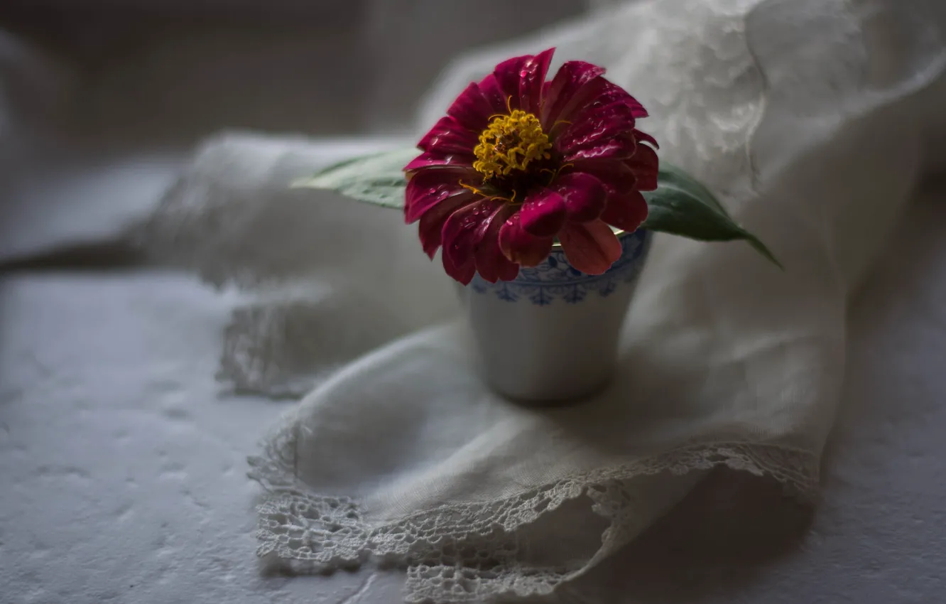 Photo wallpaper flowers, pink, zinnia