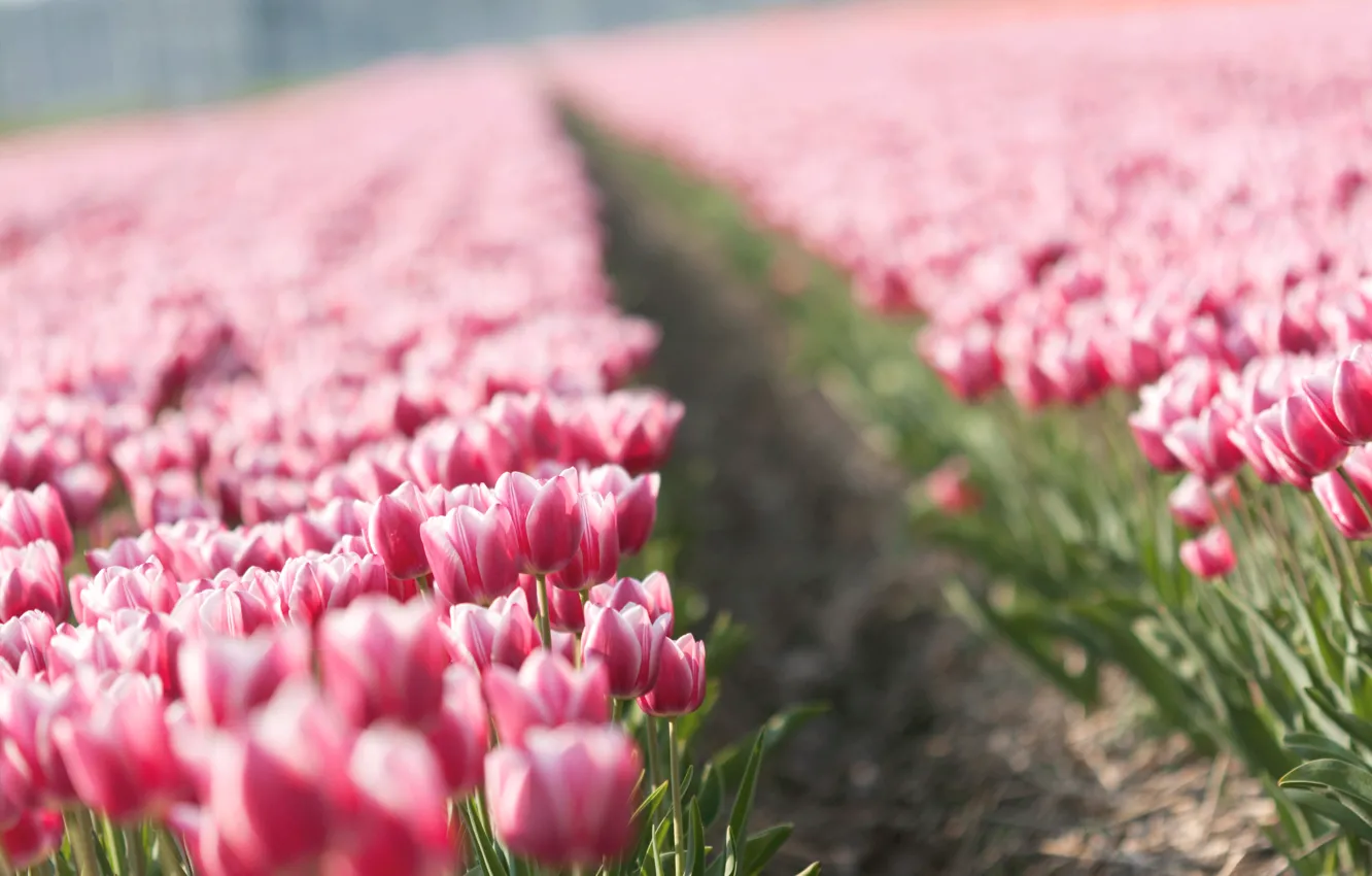 Photo wallpaper flowers, nature, Tulip, spring, tulips, buds, tulips, plantation