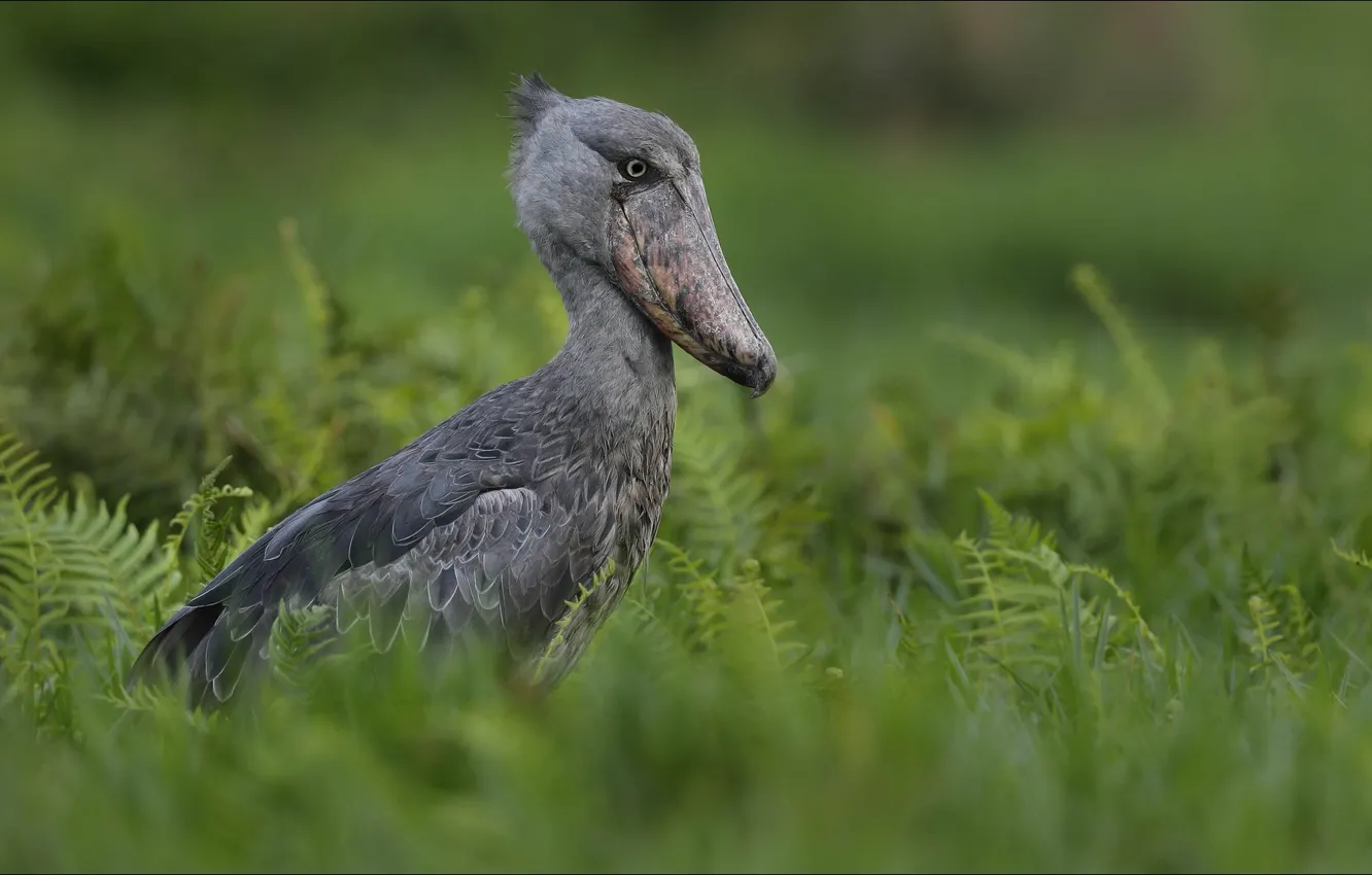 Photo wallpaper animals, bird, Africa, Wonder