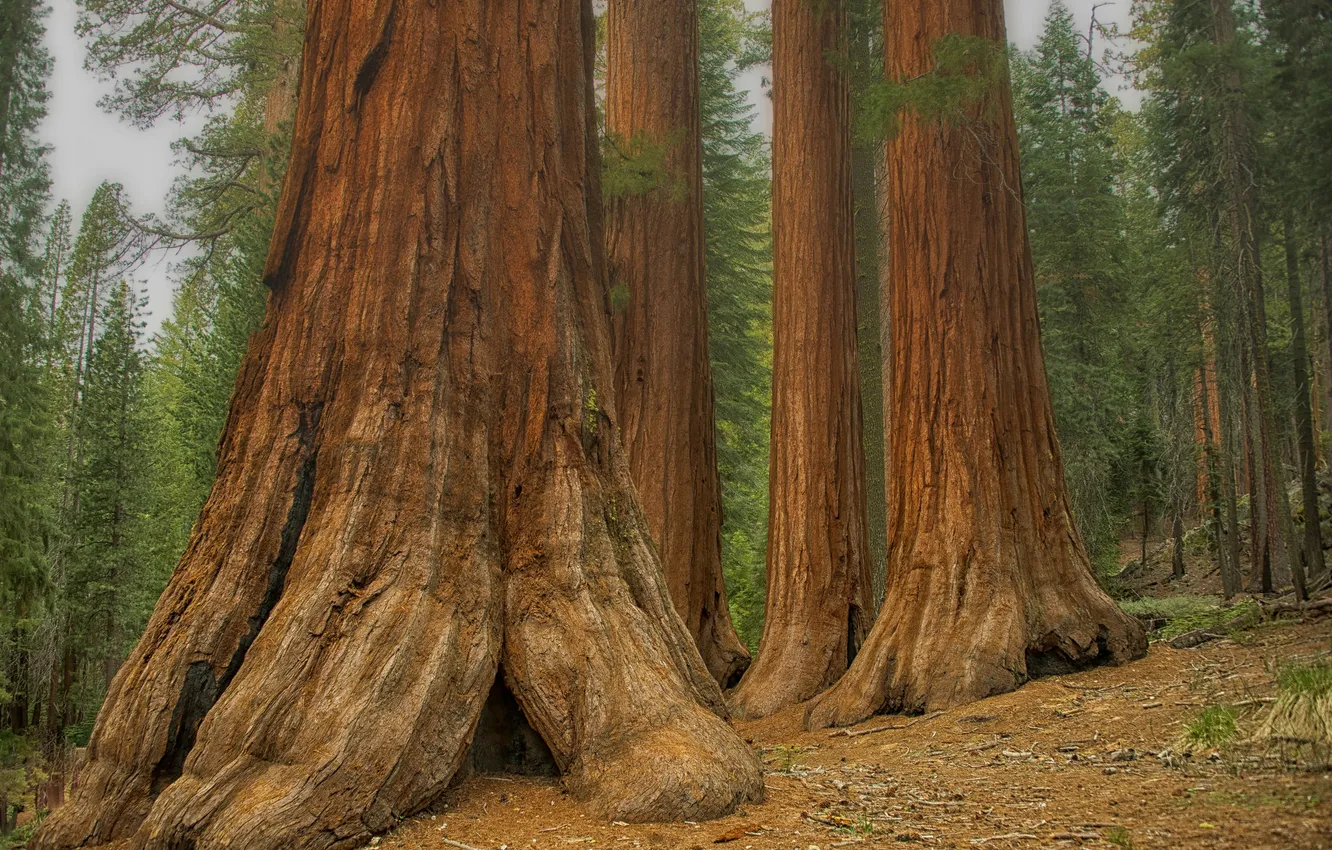 Photo wallpaper forest, trees, slope, trunk