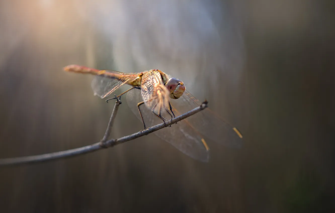 Photo wallpaper macro, nature, Little dragon