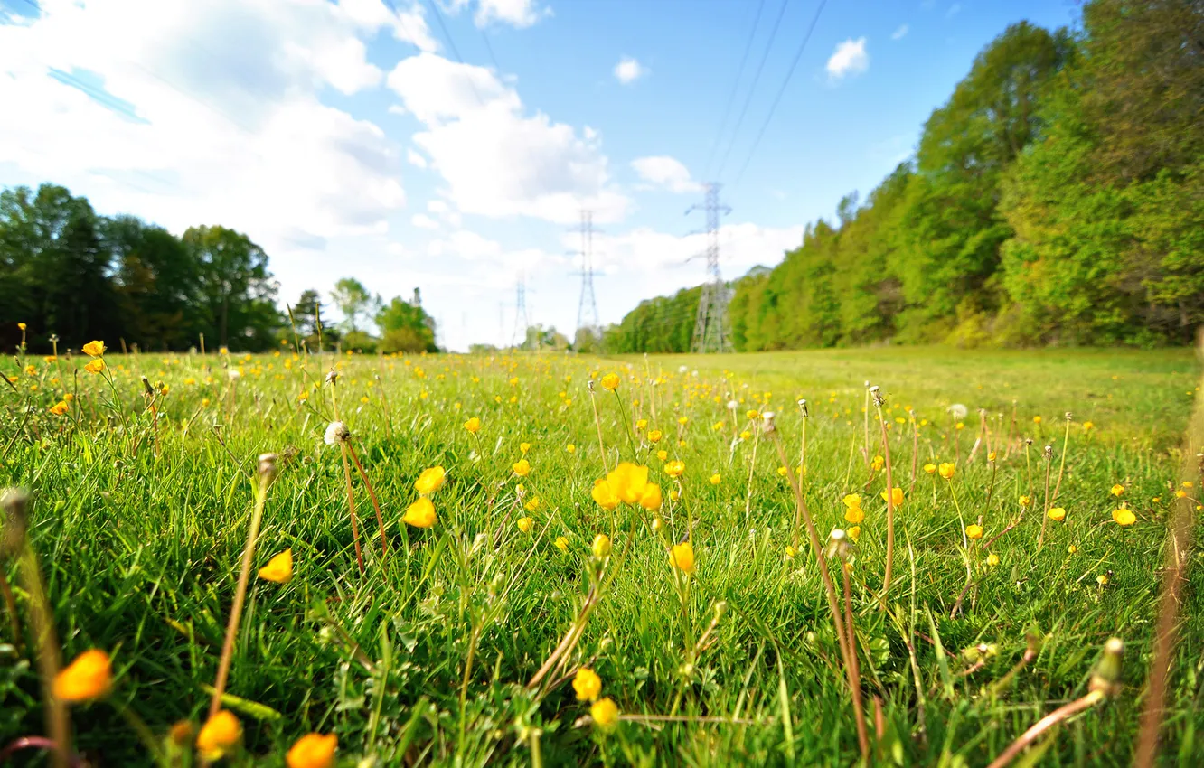 Photo wallpaper field, summer, the sky, grass, flowers, nature, dandelions