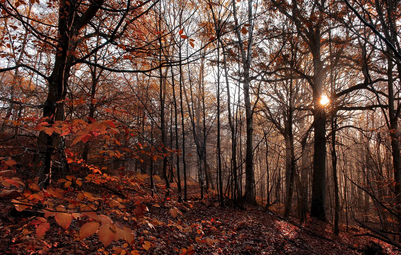 Photo wallpaper forest, leaves, the sun, trees, the evening, forest, trees, leaves