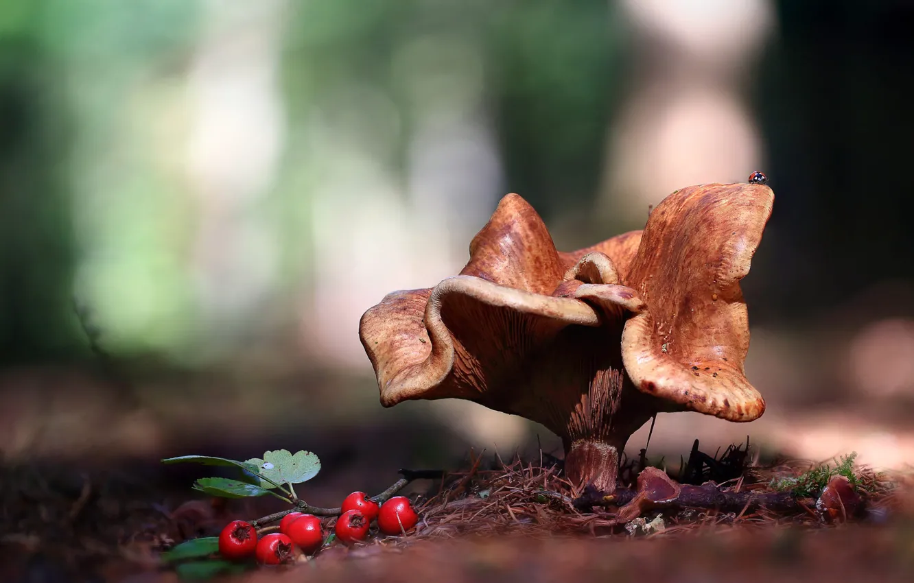 Photo wallpaper autumn, leaves, macro, red, berries, background, glade, mushrooms