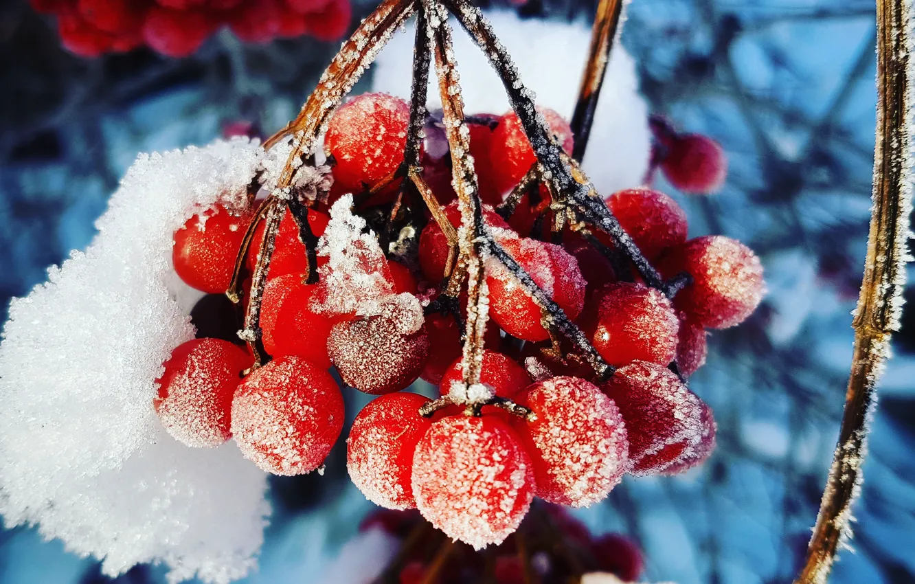 Photo wallpaper berries, Macro, Winter, Frost, Kalina, Cold, Weights, Gulkevichi