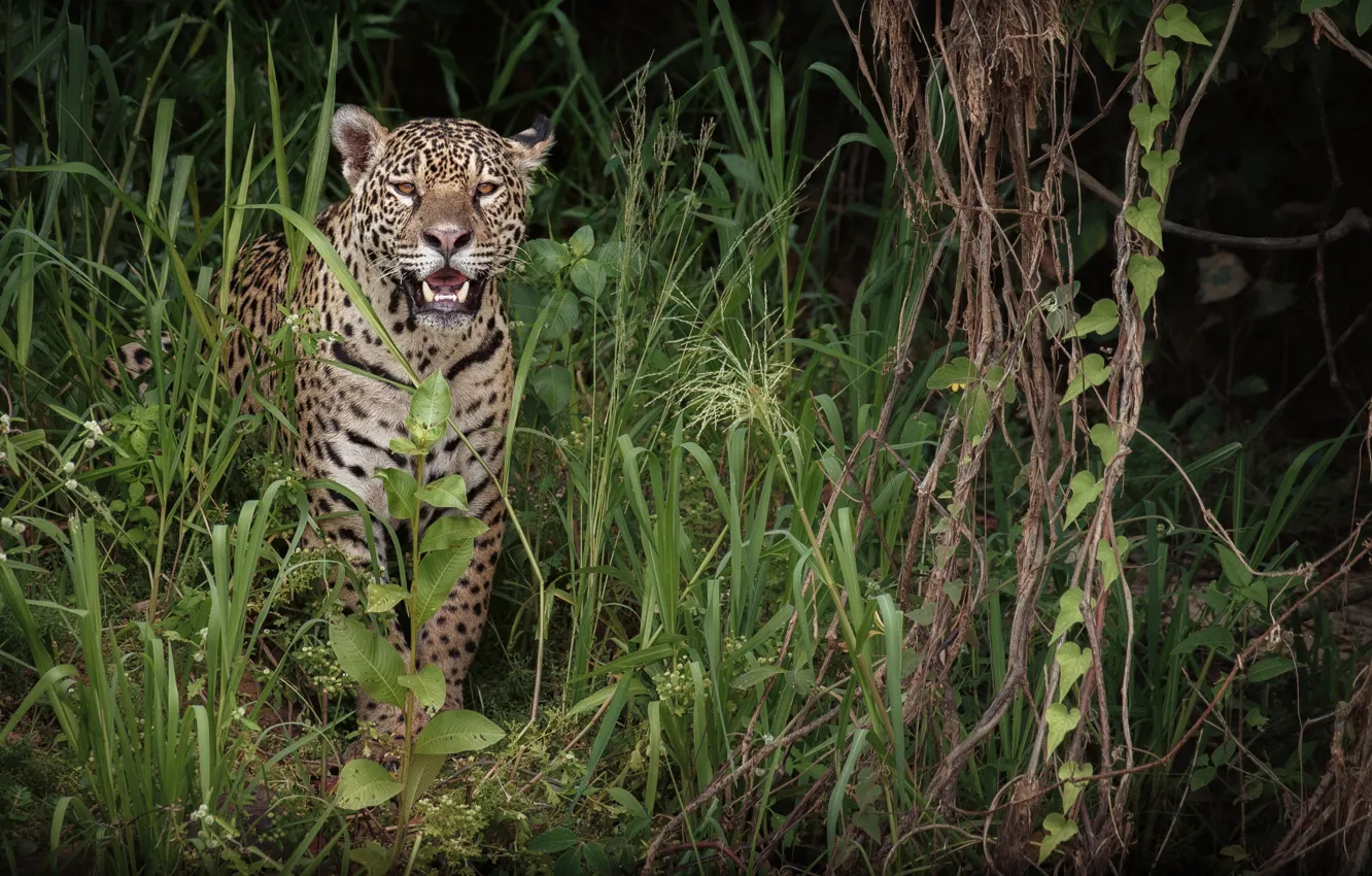 Photo wallpaper grass, look, predator, Jaguar, big cat