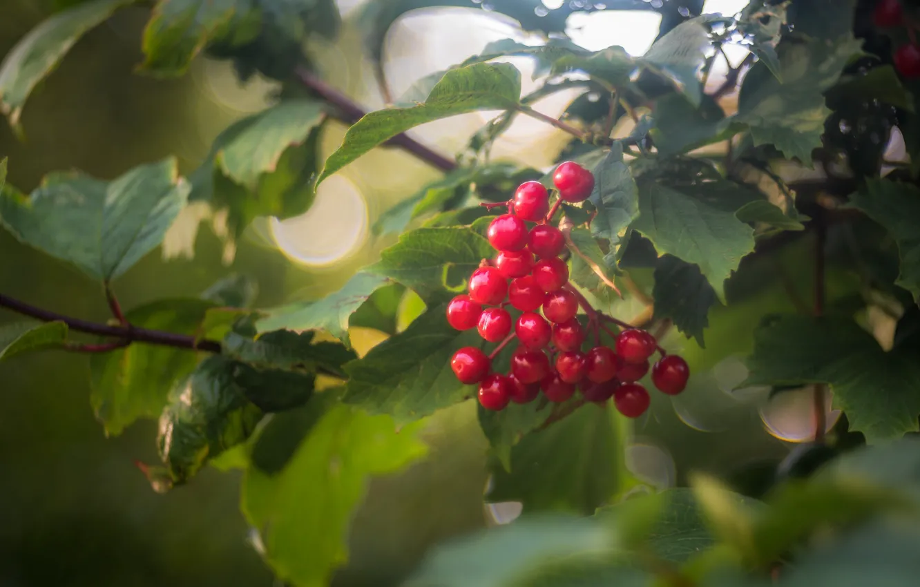 Photo wallpaper red, berries, the bushes, Kalina