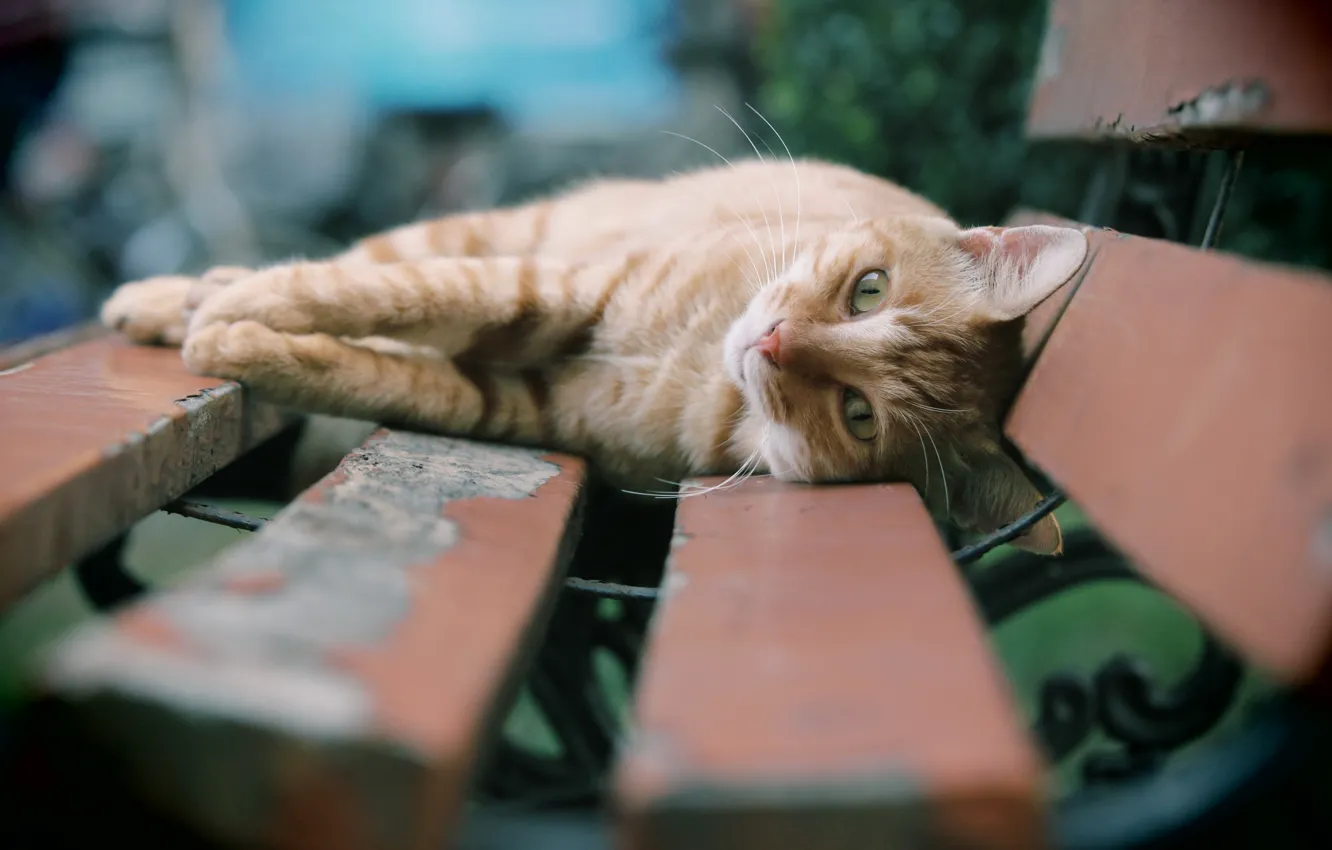 Photo wallpaper cat, look, bench