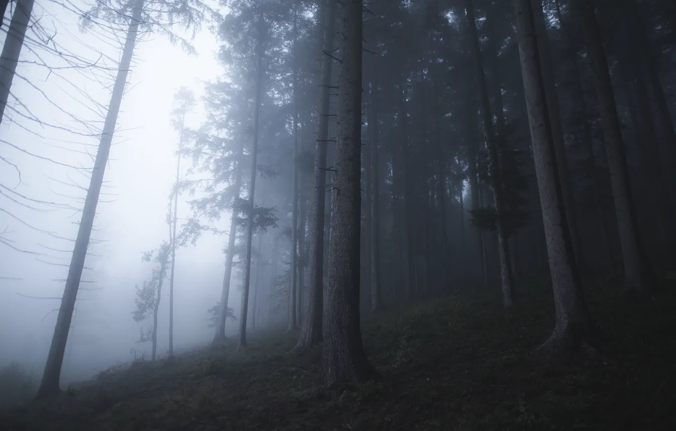 Photo wallpaper forest, trees, nature, fog, Filip Čaník