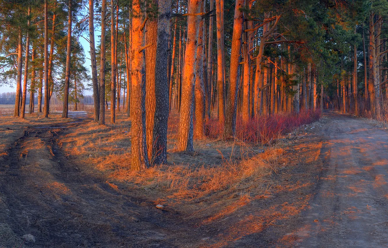 Photo wallpaper road, forest, trees, sunset