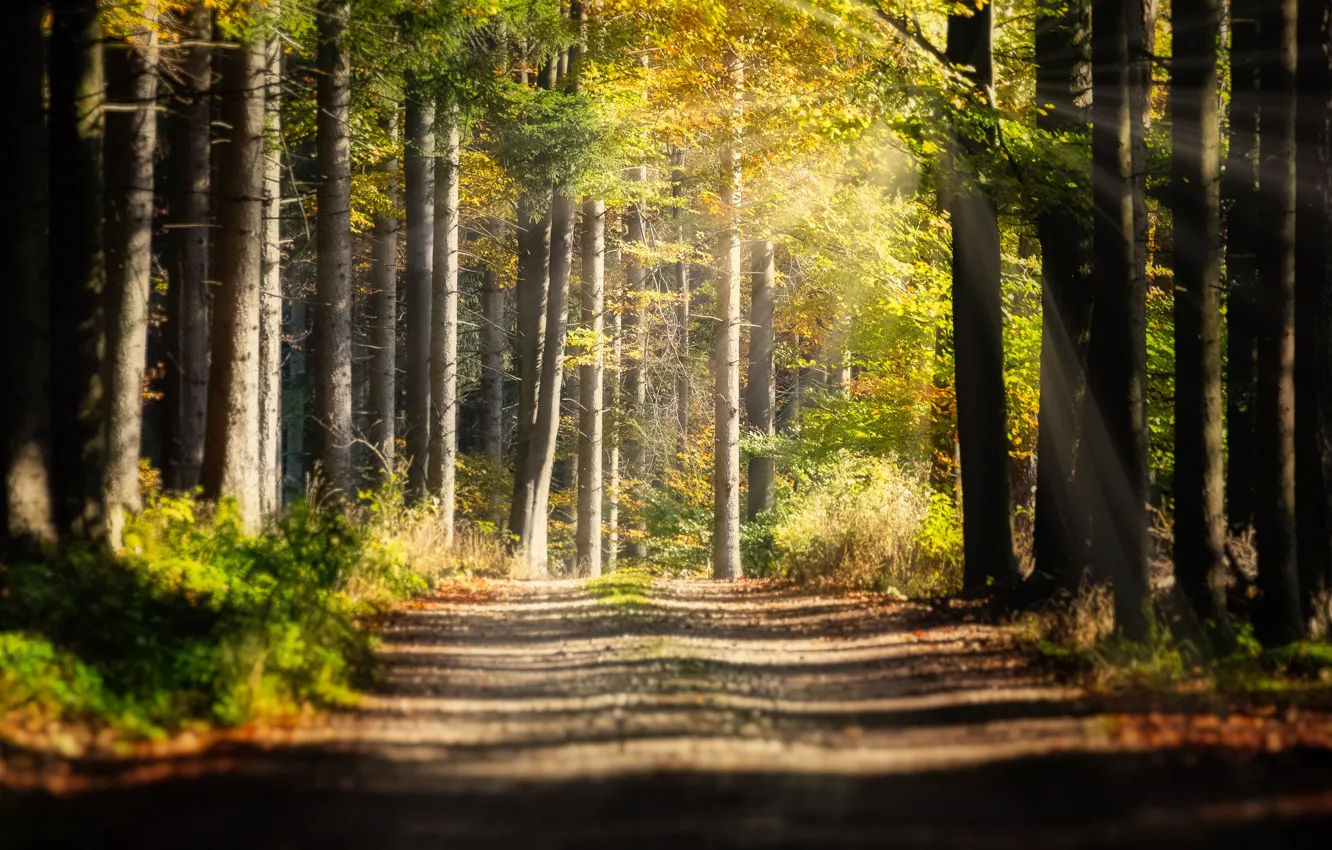 Photo wallpaper road, autumn, forest, light
