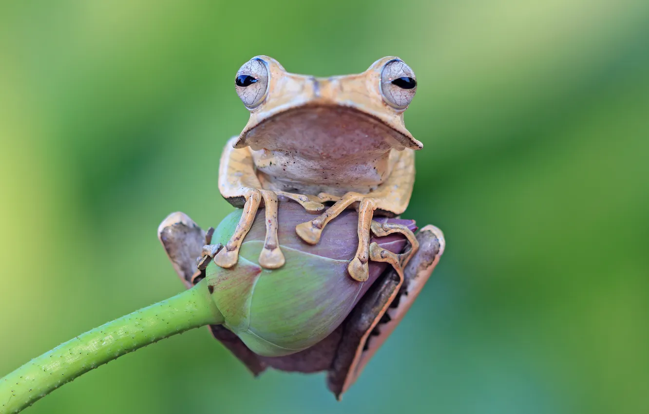 Photo wallpaper flower, eyes, look, frog, legs, stem, Bud, Lotus