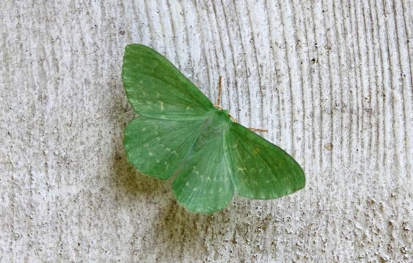 Photo wallpaper wings, moth, closeup