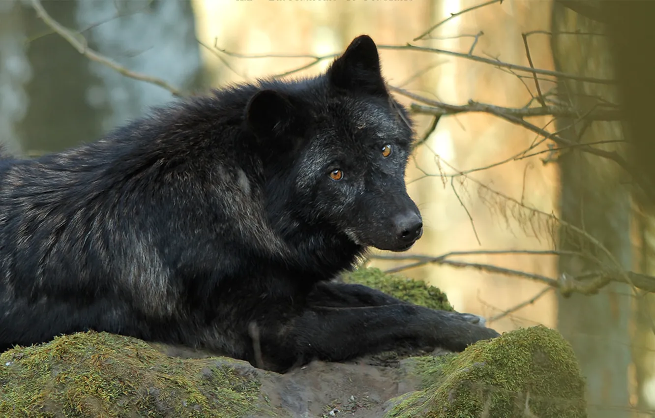 Photo wallpaper Predator, nature, animal, wolf, wildlife, portrait, portrait., Canis lupus. face