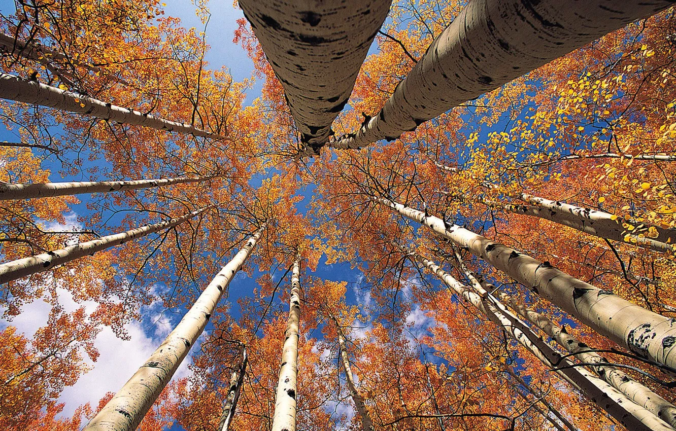 Photo wallpaper autumn, the sky, leaves, trees, trunk, crown, aspen