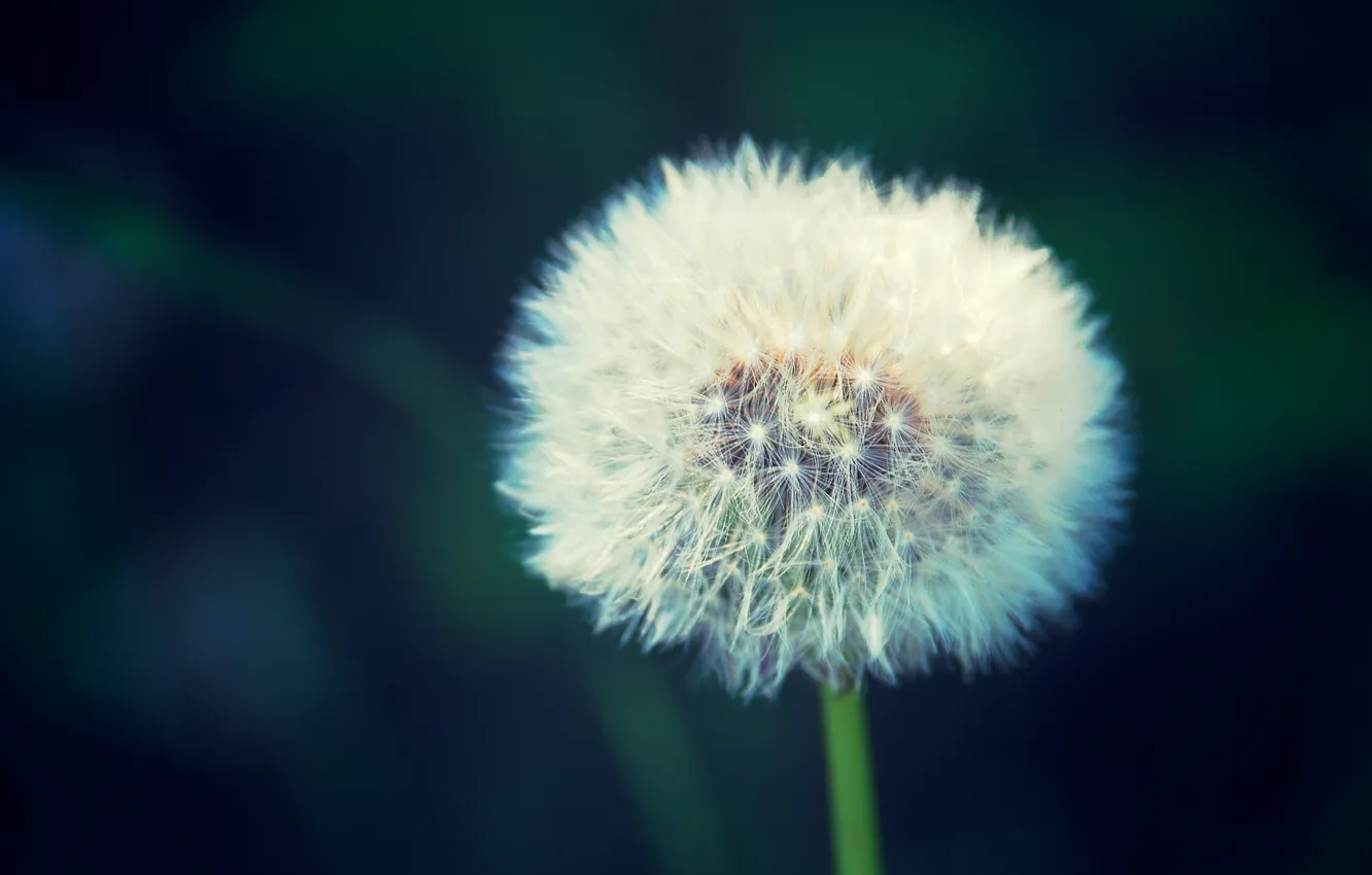 Photo wallpaper flowers, nature, dandelion