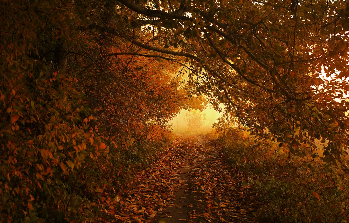 Photo wallpaper road, autumn, forest, light, trees, branches, nature, fog