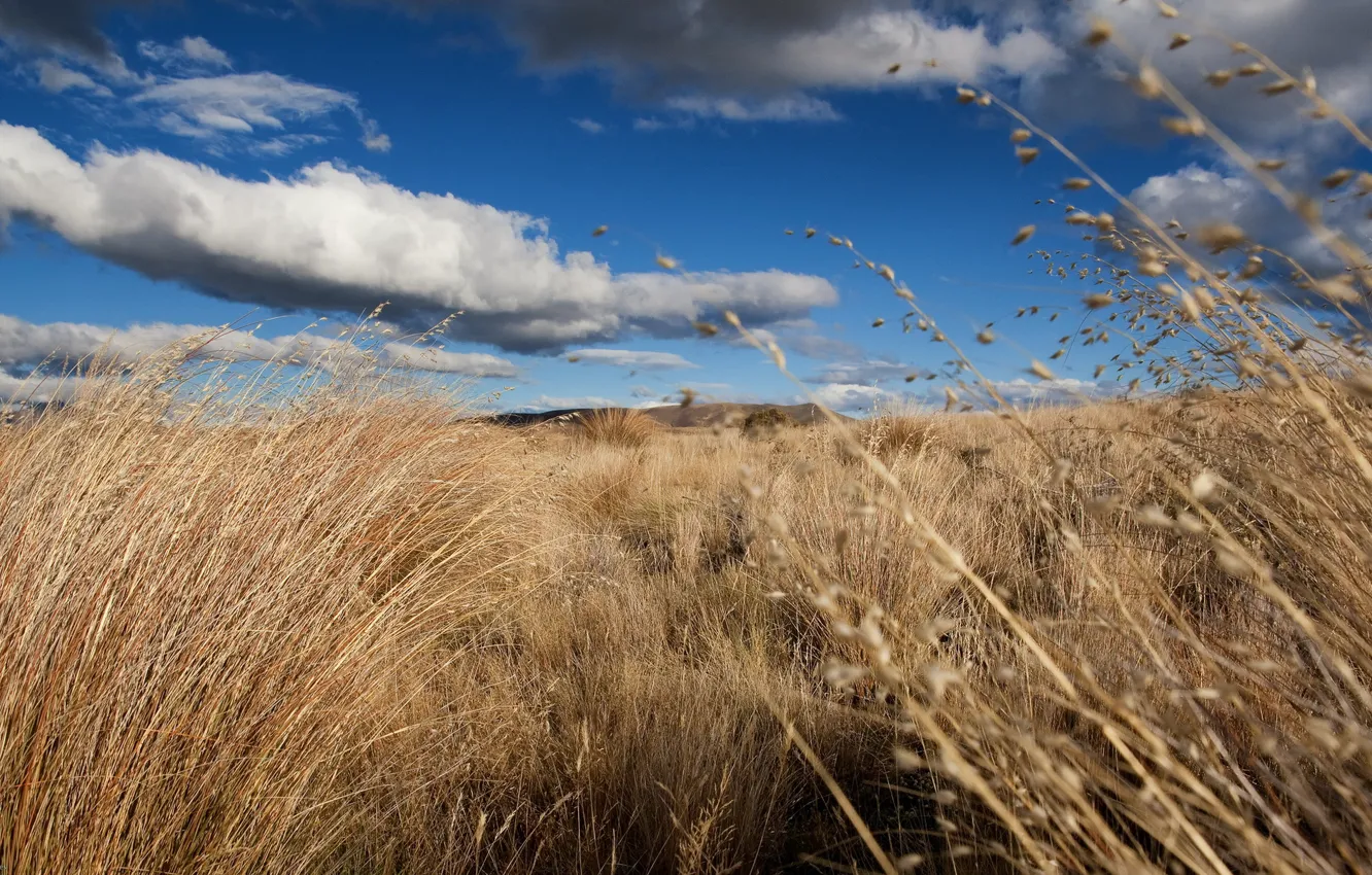 Photo wallpaper field, the sky, grass, landscape, nature