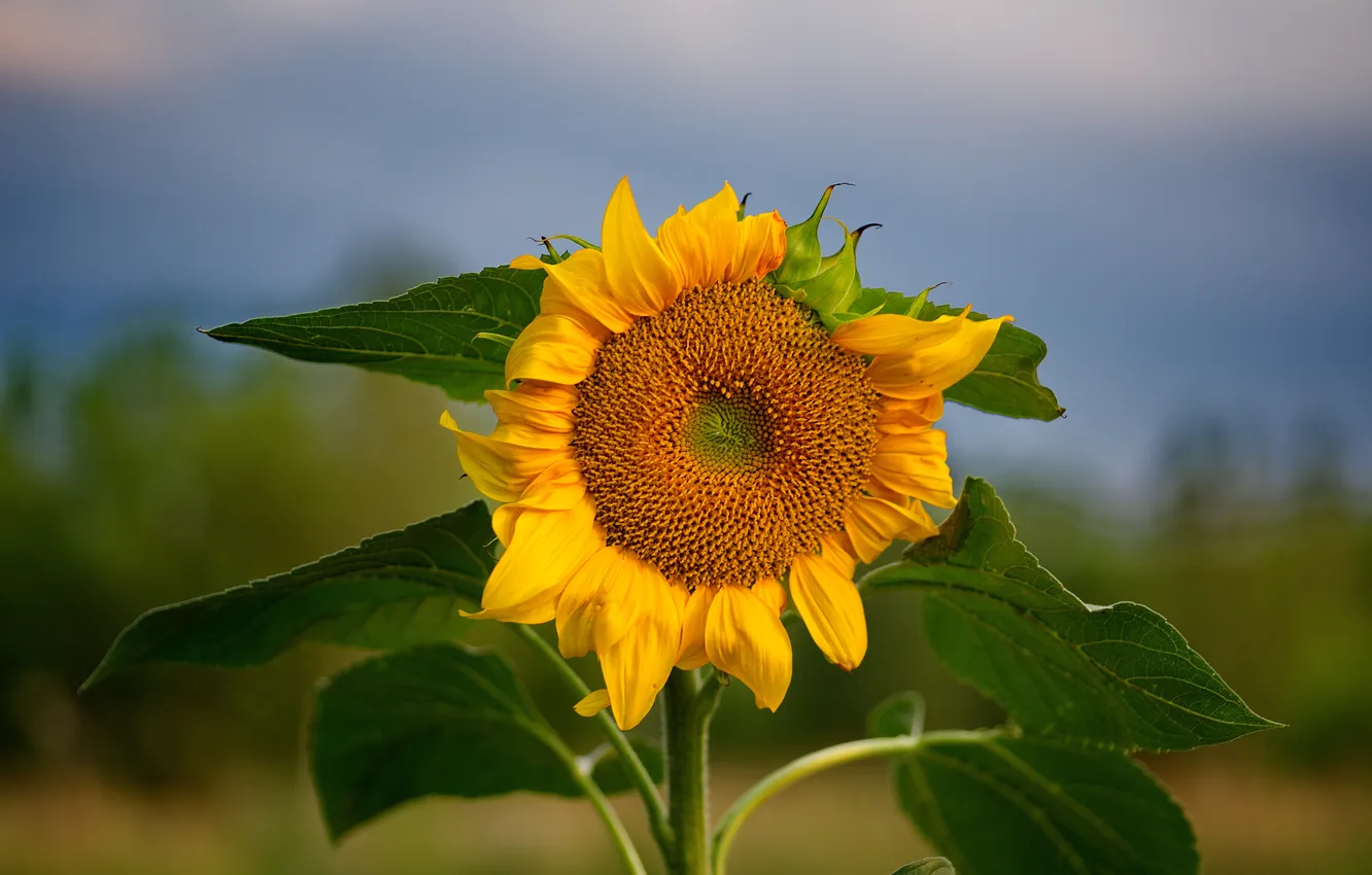 Photo wallpaper summer, sunflowers, sunset, nature