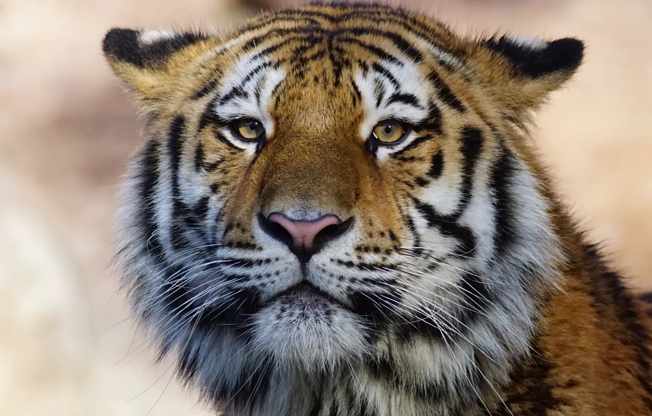 Photo wallpaper cat, look, face, close-up, tiger, portrait, ears, wild cats