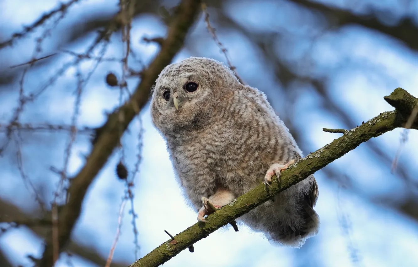 Photo wallpaper look, trees, branches, nature, owl, bird, owlet