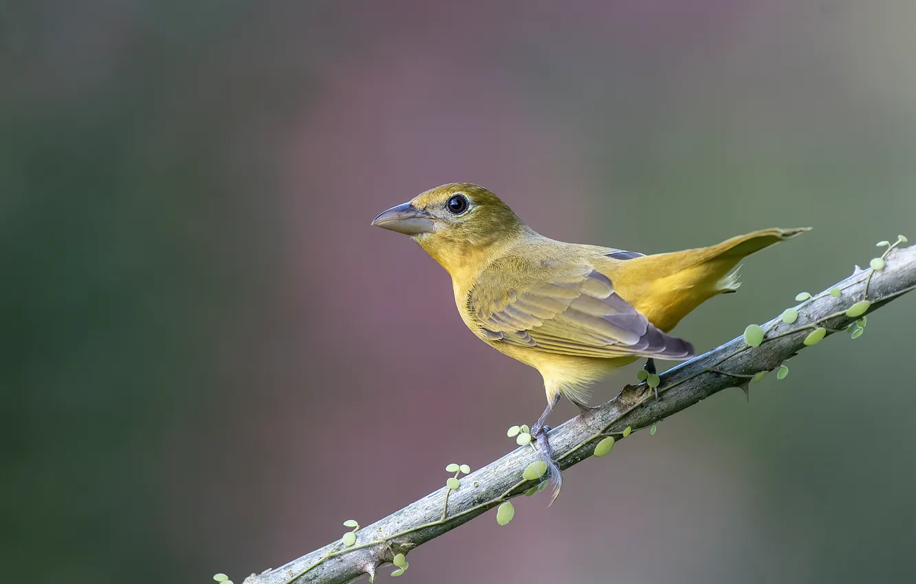 Photo wallpaper branches, bird, bokeh, Summer Tanager, Piranga, Fernando Burgalin Sequeira