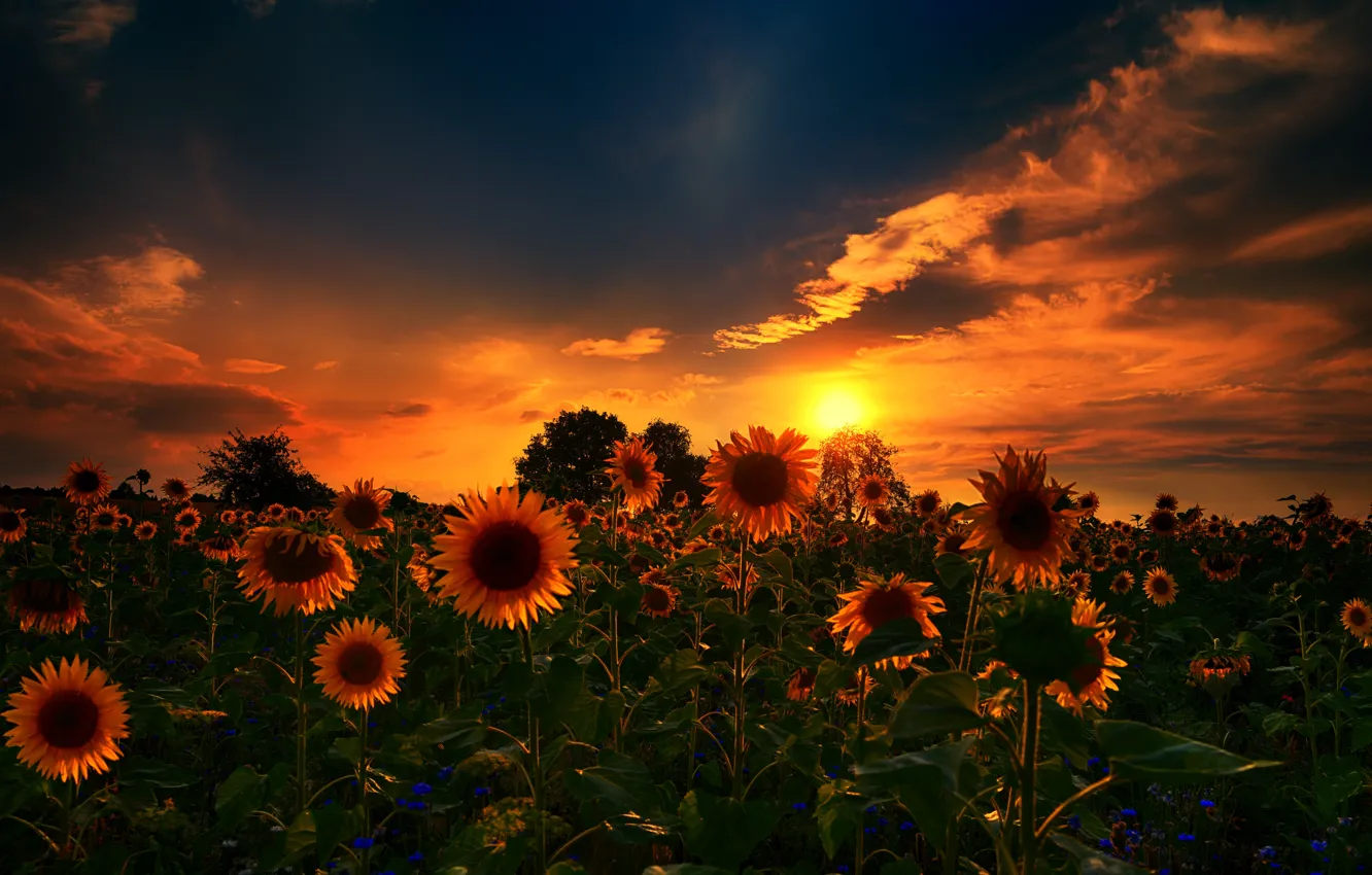 Photo wallpaper nature, sunset, sunflowers