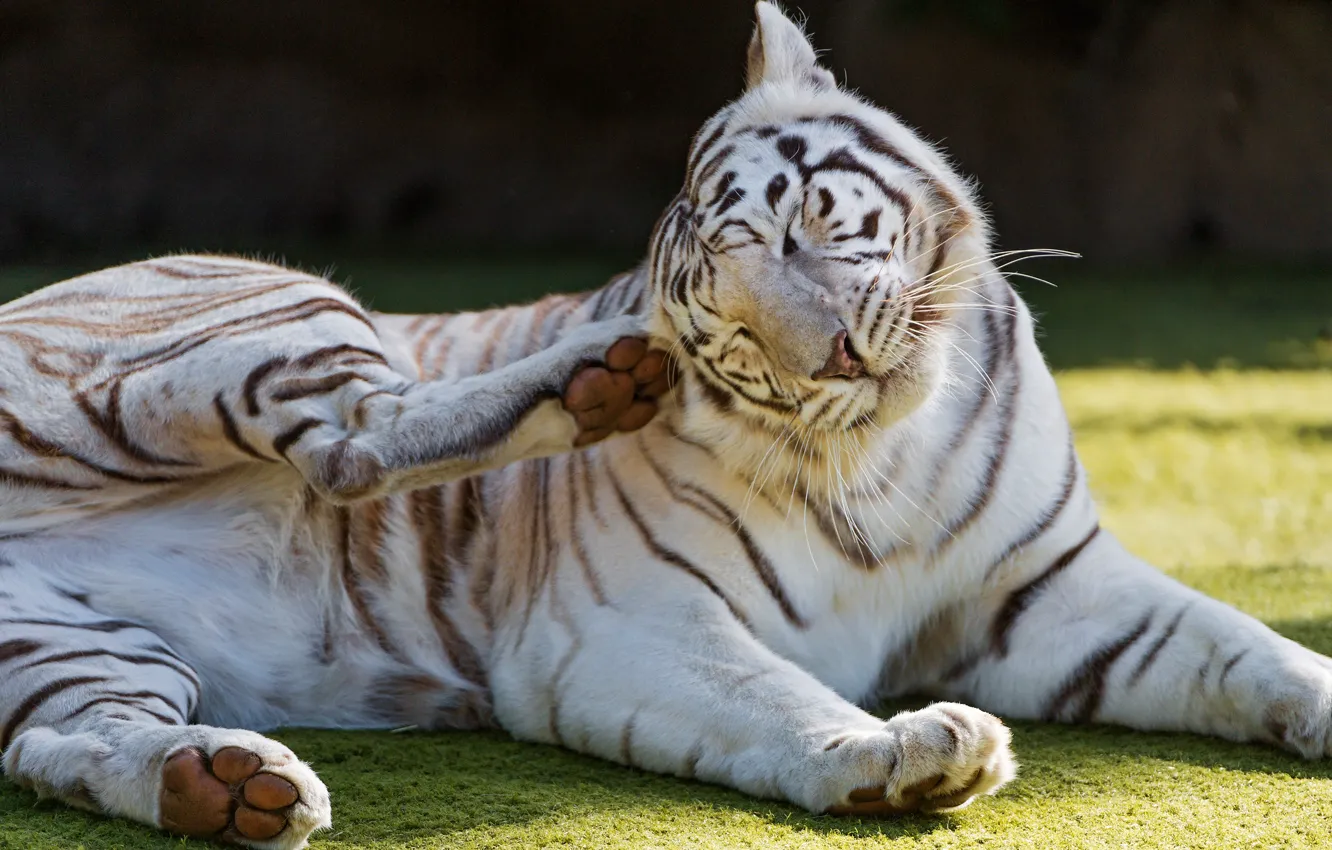 Photo wallpaper white, nature, tiger, pose, background, paws, lies