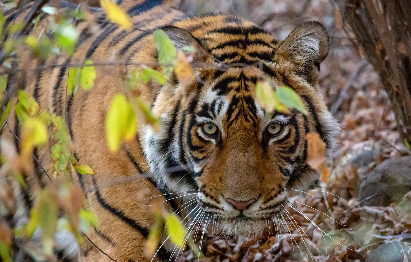 Photo wallpaper look, face, leaves, branches, nature, tiger, predator, bokeh