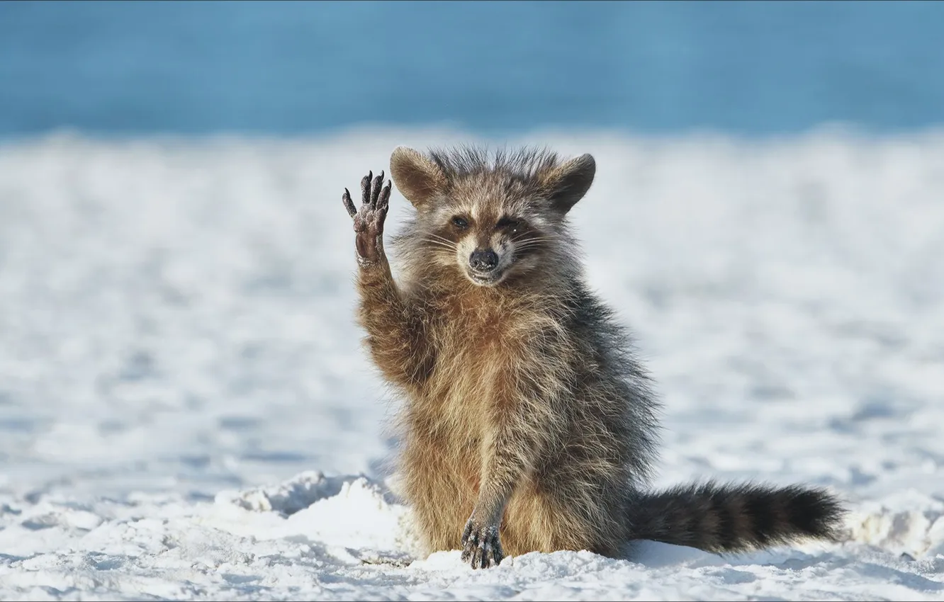 Photo wallpaper animal, hat, gesture, hi, smile, Good Luck, smile from ear to ear, a rare animal