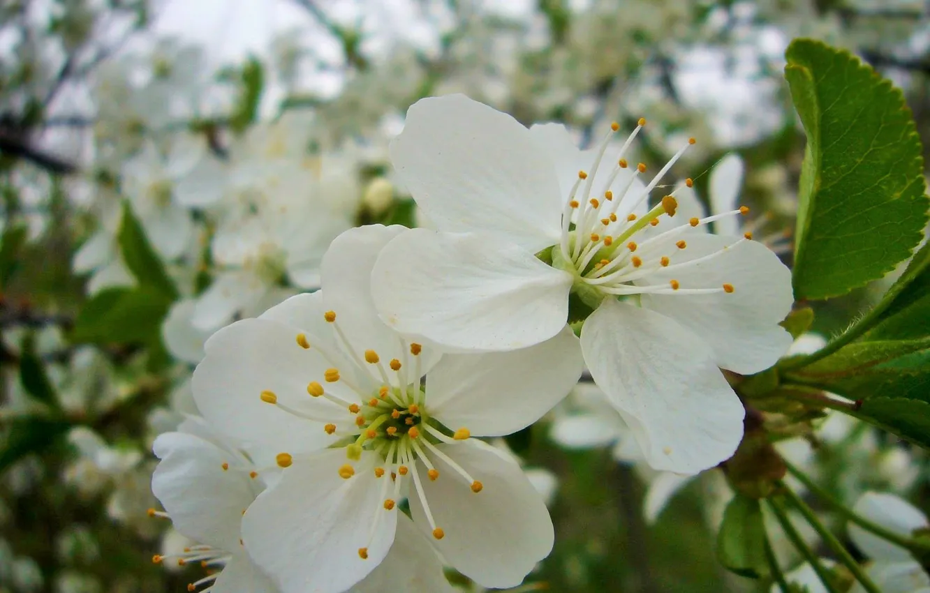 Photo wallpaper trees, April, cherry