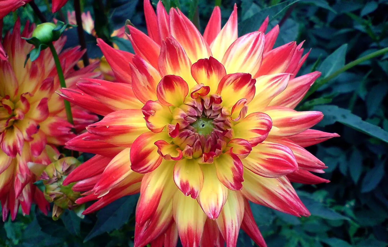 Photo wallpaper bright, beautiful, dahlias, varietal