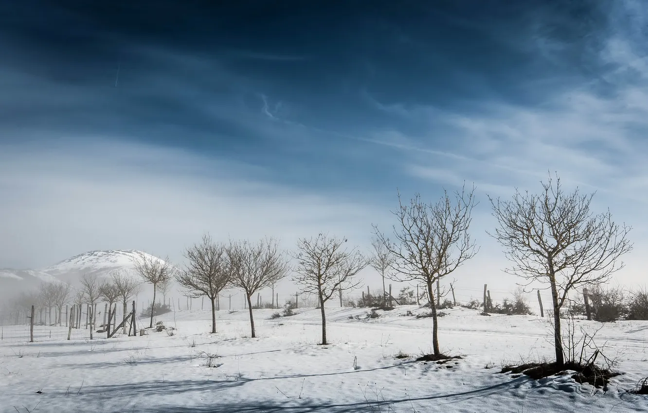 Photo wallpaper trees, landscape, fog