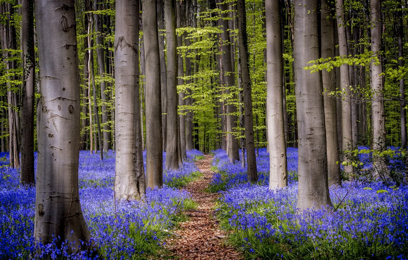Photo wallpaper forest, trees, flowers, bells, path
